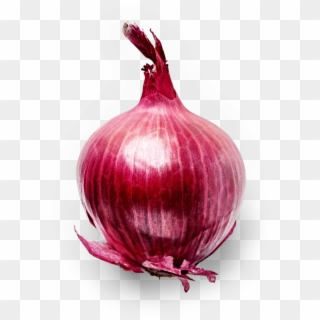 Onion - Red Onion Clipart