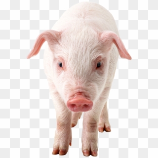 Pig Frontview Png Image Pig Png, Photo Rose, Pig Images, - Pig With No Background Clipart
