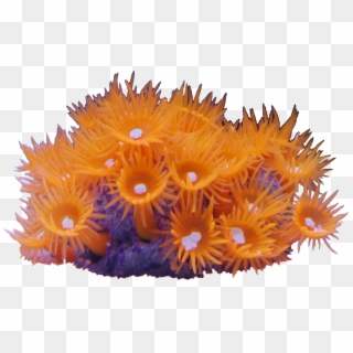 Sun Coral - Sunflower Clipart