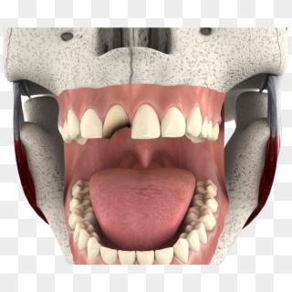 Tongue - Bone Clipart