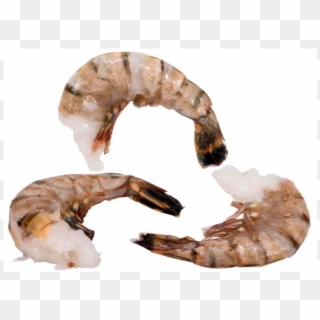 Berdex Shrimp Raw Ez Peel - Litopenaeus Setiferus Clipart