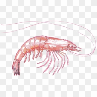 Free Download Shrimps Png Images - Krill Png Clipart
