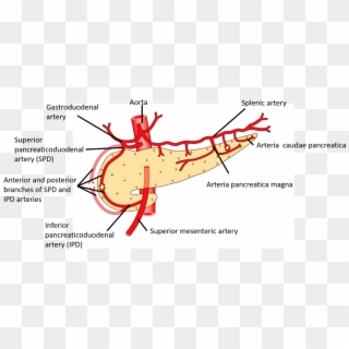 Pancreas Blood Supply Clipart
