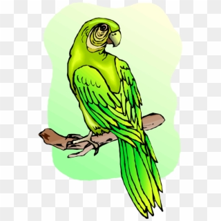 Free - Macaw Clipart