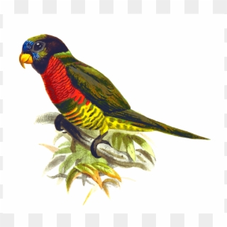 Animal Bird Parrot Png Image - สัตว์ นก แก้ว Clipart