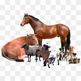 Livestock Producers Today Have The Potential To Be - Horse Clipart