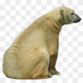 Polar Bear , Png Download - Polar Bear Clipart