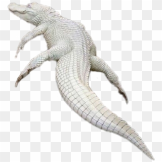#sticker #albino #crocodile #alligator #reptile - Albinos Crocodile Png Clipart