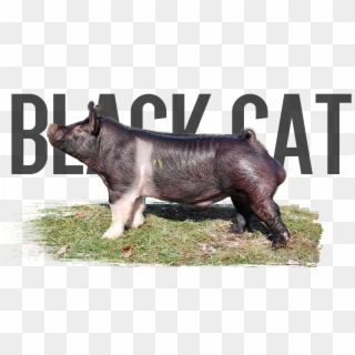 Black Cat - Pre-order - $300 - Overrun - $200 - Last - Domestic Pig Clipart