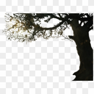 Tree With Branches Png Clipart