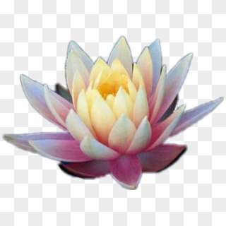#lotus #flower #pink #garden #lotusflower #mythology - Fleur De Lotus Chine Clipart