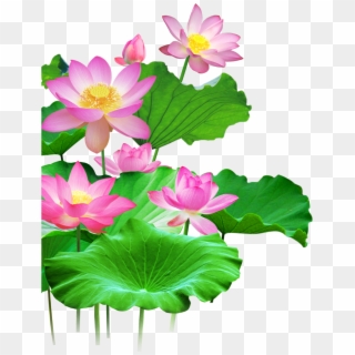 Sacred Lotus, Lotus Effect, Green Lotus Leaf, Flower, - Lotus Wallpaper Png Clipart