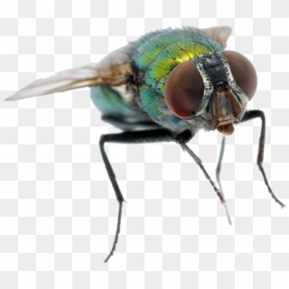 Water Fly Clipart