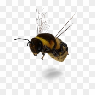 Fly Png Image Free Download - Bumblebee Clipart