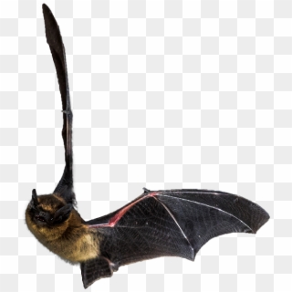Flying Bat - Transparent Flying Bats Clipart