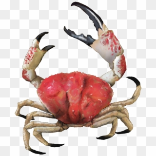 Crab Png Picture - Giant Crab South Australia Clipart