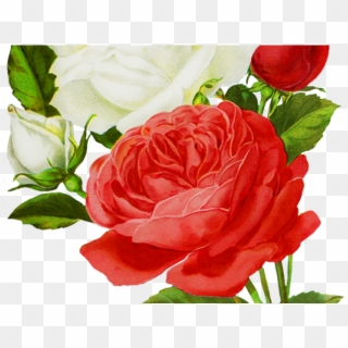 White Rose Png Transparent Images - Clip Art