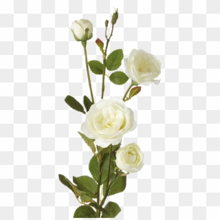 Single White Rose Flowers Clipart