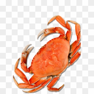 Crab Legs Dinner Png - Top Down View Of A Crab Clipart