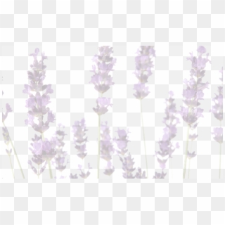 The History Of Lavender Sometimes Seems Fluid With - Lavandula Dentata Clipart