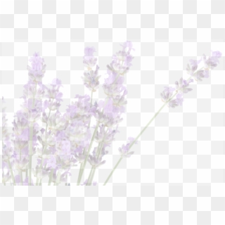 We're Told That The Greeks And The Romans Used Lavender - Цветы Лаванды Пнг Clipart