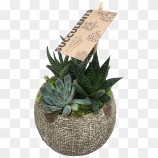 Small Succulent - Agave Clipart
