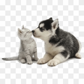 Puppy And Kitten Png - Animals With Clear Background Clipart