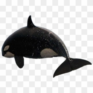 Orca Gif Transparent Background Clipart