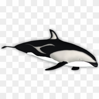 Killer Whale , Png Download - Killer Whale Clipart