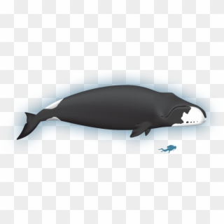 Wiki - Bowhead Whale - Whale Clipart