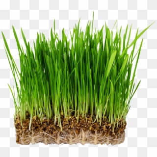 Grass Types - Hierba Avena Clipart