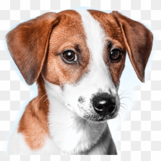 Contact Our Veterinary Emergency Referral Center - Harrier Clipart