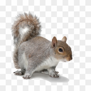 Download Squirrel Png Transparent Images Transparent - Squirrel With Transparent Background Clipart