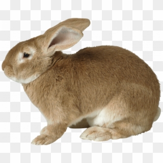 Unconditional Picture Of Rabit Rabbit Png Images Free - Rabbit With Transparent Background Clipart