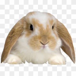 Fluffy Rabbit Png - Coelho Animal De Estimação Clipart