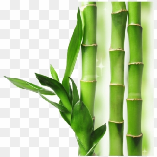 Download Png Image Report - Bamboo Transparent Background Clipart