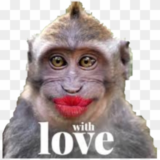 Funny Monkey Png - Funny Monkey With Lipstick Clipart