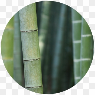 Bg Circles@2x Bamboo - Bamboo Clipart