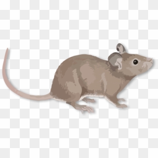 Rat , Png Download - Rat Clipart