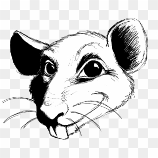 Drawn Rat Transparent - Rat Clipart