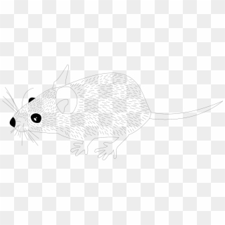 Wood Mouse Animal Mouse Rat Png Image - Line Art Clipart