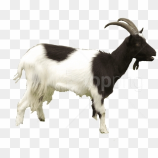 Free Png Goat Png Images Transparent - He Goat Png Clipart
