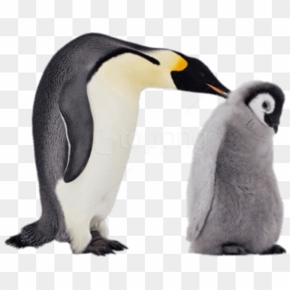 Free Png Download Mum And Baby Penguin Png Images Background - Baby Penguin Transparent Background Clipart
