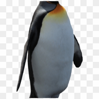 Original - Penguin Clipart