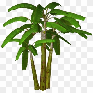 Free Icons Png - Banana Tree Clipart Png Transparent Png