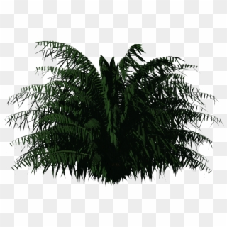 Cycas Palm - Plants For Photoshop Clipart