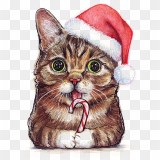 Image Lil Bub In Olga Shvartsur Transparent Clipart