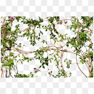 Flowering Jungle Vines Flowers Png - Vines On Wall Png Clipart