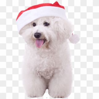 Bichon Frise With Santa Nail Art Now - Bichon Frise Clipart