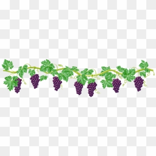 Kyoho Grape Vine Clip Art - Grape Vines Clip Art - Png Download